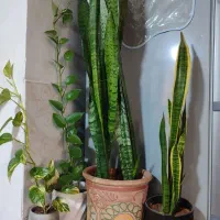 گل طبیعی سانسوریا پتوس