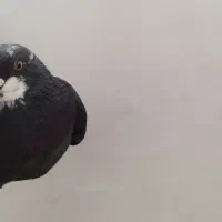 کبوتر یا کفتر.پرشی زاغ نر.کپکی.ازبلندی شب گرفتم