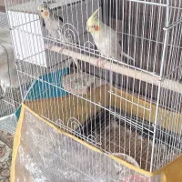 ی جفت عروس هلندی جوجه دوست