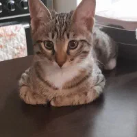 گربه دی اچ اس رایگان