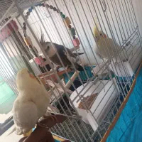عروس هلندی نر و ماده