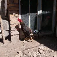 خروس