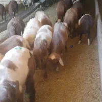 بره داشتی