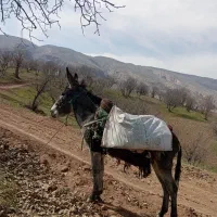 الاغ یا خر
