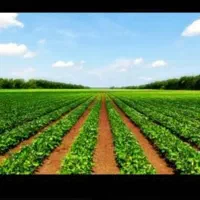 افزایش ۳۰٪ تناژ محصول با کود های ارگانیک