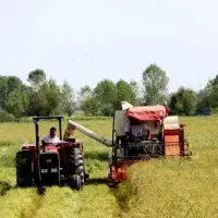 اجاره زمین کشاورزی 2500 متر شالیزاری