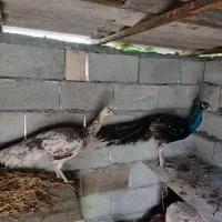پرنده  طاووس و خروس شاخدار