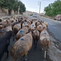 90راس گوسفند آبستن سنگین و شیره دار مالچه