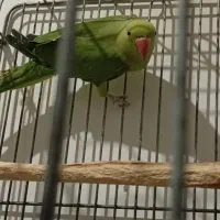 طوطی ملنگو جوجه نر ۹ ماهه