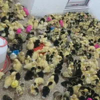 موجود شدش اردک گلپایگان رنگی بلدرچین.و...