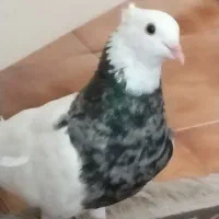 طوقی