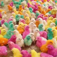 جوجه رنگی جوجه محلی جوجه اردک جوجه گوشتی بلدرچین