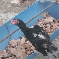 دوتا مرغ لاری مشکی حدودا یکساله