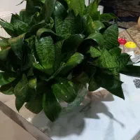 سانسوریا