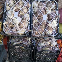 سیر درشت همدان و حراجی میوه