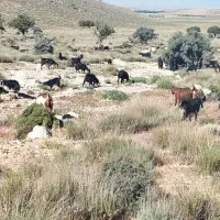 گوسفند|حیوانات مزرعه|باغ صفا, |دیوار