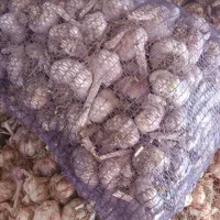 فروش سیر بذری اصل گوگان
