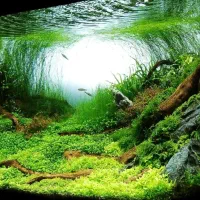 سرویس آکواریوم و ماهی