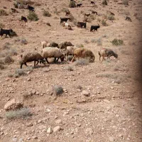 فروش ۱۷ راس میش داشتی جوان با یک قوچ