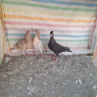 دوتاجوجه کبوتر و زاق ماده