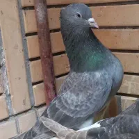 کفتر هفت رنگ دم سفید نر  دوتا با جوجه