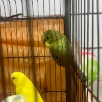 مرغ عشق|پرنده|شیراز, تل حسینآباد|دیوار