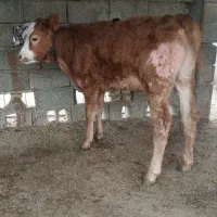 گوساله شاروله ماده از گاو تلیسه