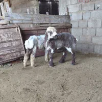 بره ماده ناز ترکی