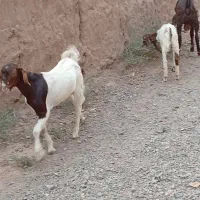بزغاله نر دو عدد به فروش میرسد