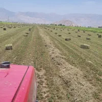 یونجه سبز وخشک داراب