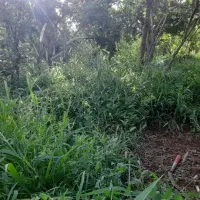 چیدن علف هرز باغ