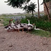 غاز
