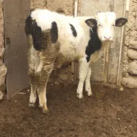 گوساله نر سیمینتال