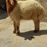 فروش بره نر