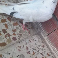 کبوتر