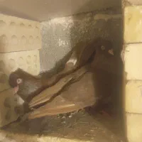 جفت کبوتر یه صرصرب درجه۱ جوان.