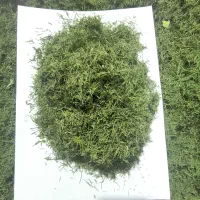 شوید خشک  به قیمت عمده  و با قیمت مناسب بدون چوب