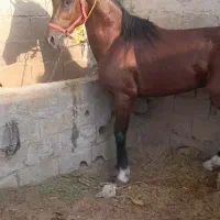 اسب عرب