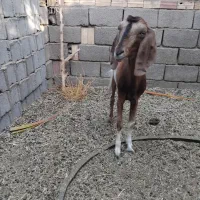 گوسفند
