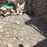 سبزو مگس