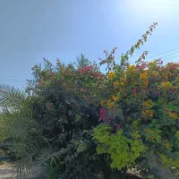 سوییت-یا-خونه-باغ