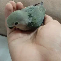 برزیلی سرلاکی