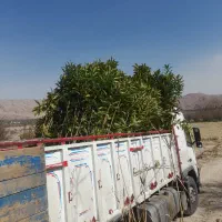 حراج نهال ازگیل درجه یک (۳متری، پاکتی ریشه پرس)