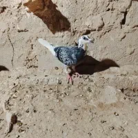 کبوتر نر