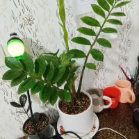 گل طبیعی
