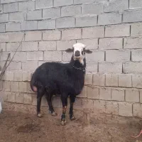 قوچ قره چال