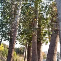 باغ بانی و هرس