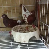 جفت کبوتر میولمنز خوشکل نروماده عروسک