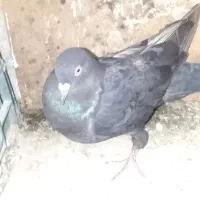 زاغ نر