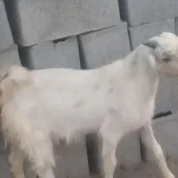 دام و گوسفند